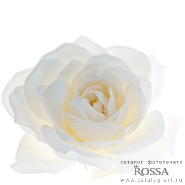 White roses 56